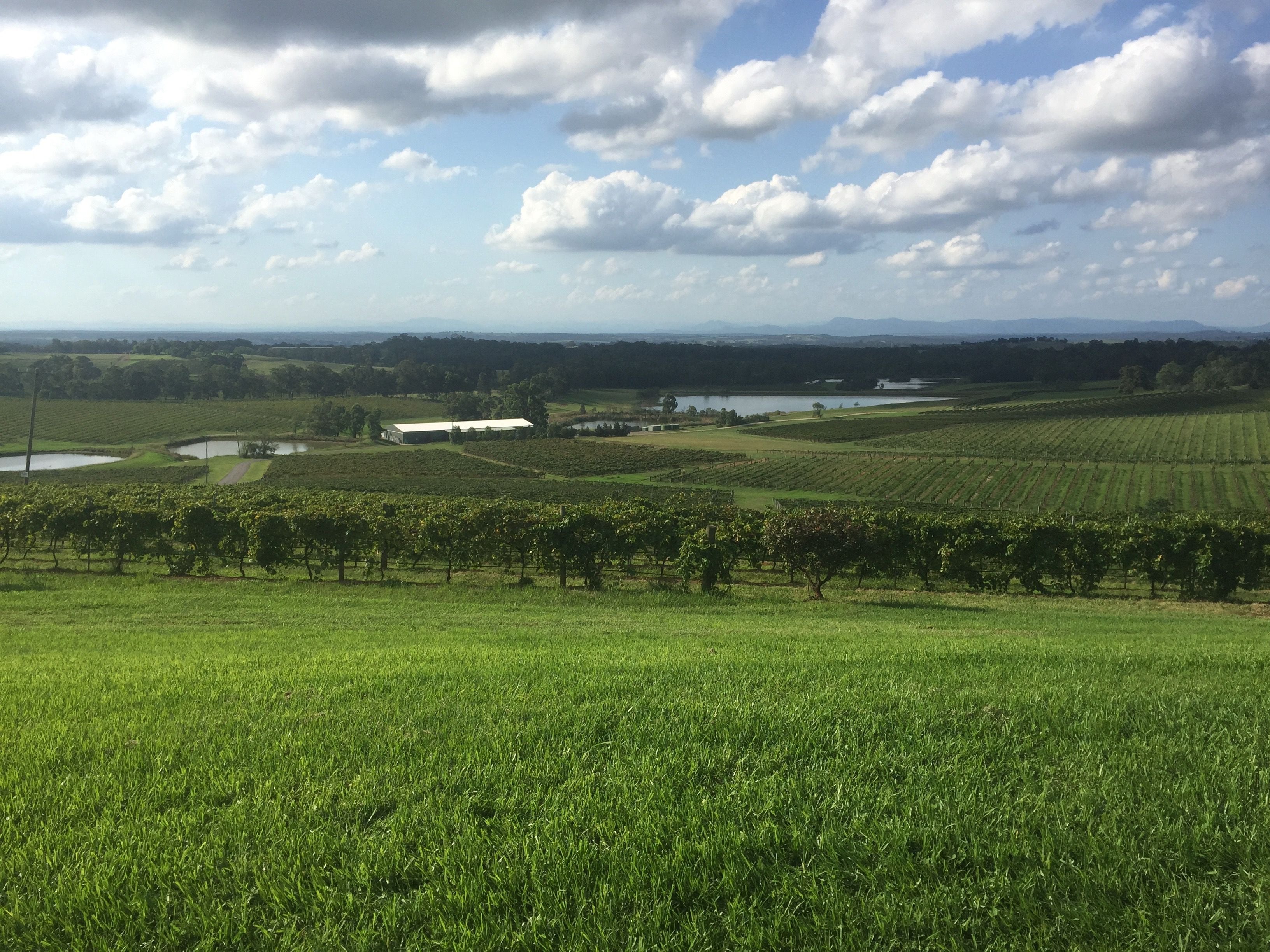 Hunter Valley Vineyard Group Bus Trips Image -5b1f328007fc1